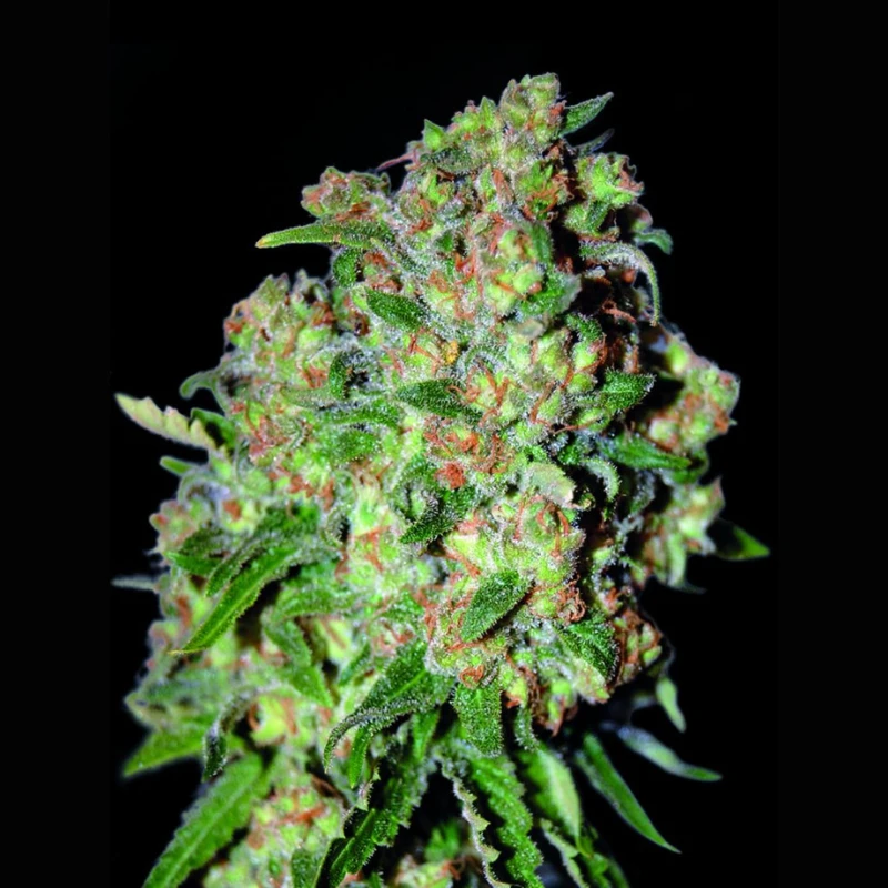 ADVSC0100 - ADVANCED SEEDS - CRITICAL FEM | 100 SEEDS