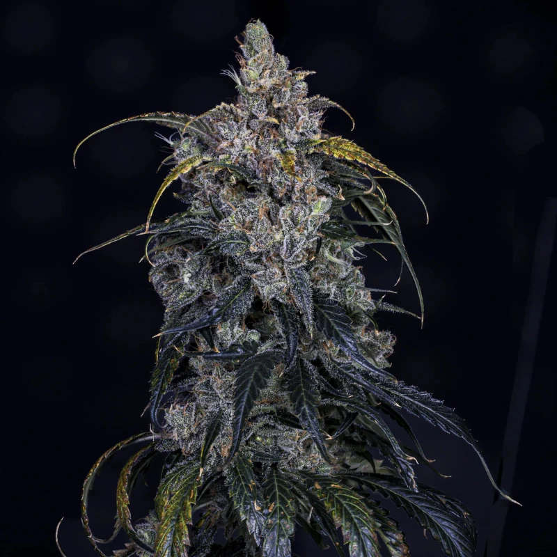 MPHG3BOG0003A - MEPHISTO GENETICS - 3 BEARS OG AUTO FEM | 3+2 SEEDS