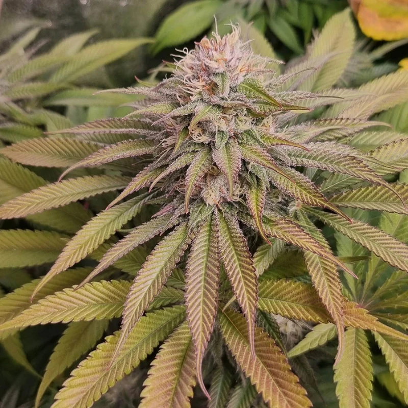 MNKGBLHF0003 - MONKEY GENETICS - BLUE LAGOON HAZE FEM | 3 SEEDS
