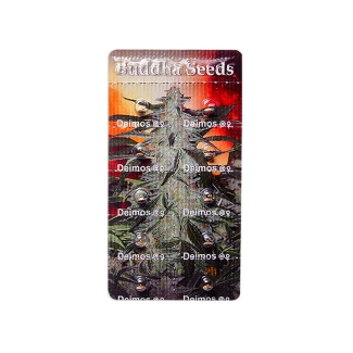 BUDDHA SEEDS - DEIMOS AUTO FEM | BLISTER 1x10 SEEDS