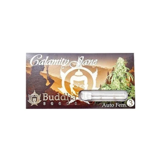 BUDDHA SEEDS - CALAMITY JANE AUTO FEMM | 3 SEEDS