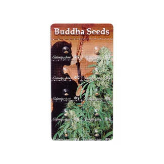 BUDDHA SEEDS - CALAMITY JANE AUTO FEM | BLISTER 1x10 SEEDS