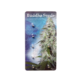BUDDHA SEEDS - PULSAR FEM | BLISTER 1x10 SEEDS