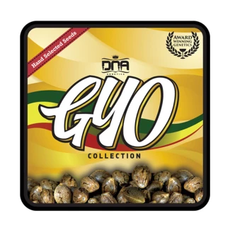 GYOFEM3007 - GROW YOUR OWN - R.K.S. FEM | 3 SEEDS