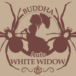 BUDDHA SEEDS - BUDDHA AUTO WHITE WIDOW CLASSIC FEM | 3 SEEDS