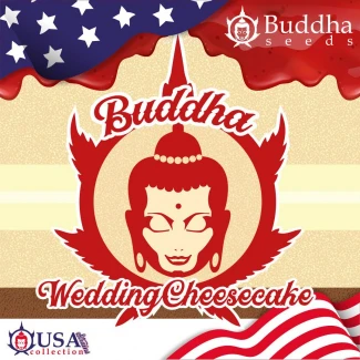 BUDDHA SEEDS - BUDDHA WEDDING CHEESECAKE FEM | BLISTER 1x10 SEEDS
