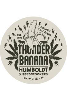 SEEDSTOCKERS - THUNDER BANANA FEM (SUPERIOR) | 100 SEEDS