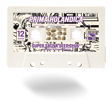 SUPER SATIVA SEED CLUB - PRIMA HOLANDICA REG | 12 SEEDS
