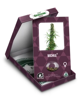 SENSI SEEDS BANK - MICHKA FEM | 5 SEEDS