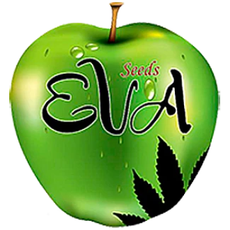 EVA SEEDS - NEXUS FEM | 6 SEEDS