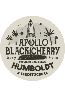 SEEDSTOCKERS - APOLLO BLACK CHERRY AUTO FEM (SUPERIOR) | 1 SEED