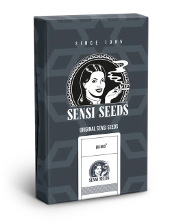 SENSI SEEDS BANK - BIG BUD AUTOMATIC FEM | 5 SEEDS