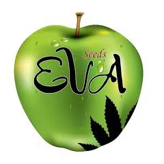 SEVFCBD030002 - EVA SEEDS - JAMAICAN DREAM CBD FEM | 3 SEMILLAS