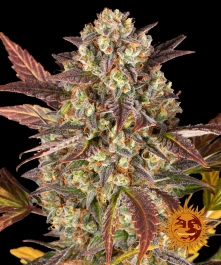 BF1002303 - BARNEY'S FARM - AMNESIA HAZE AUTO FEM | 3 SEMILLAS