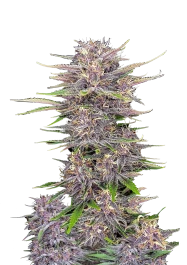 FBS10F9056 - FAST BUDS - BANANA PURPLE PUNCH AUTO FEM | 10 SEMILLAS