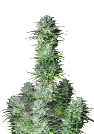 FBS05F9043 - FAST BUDS - KOSHER CAKE AUTO FEM | 5 SEMILLAS