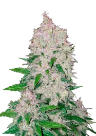 FBS05F9017 - FAST BUDS - STARDAWG AUTO | 5 SEMILLAS