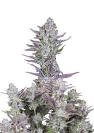 FBS05F9047 - FAST BUDS - WEDDING GLUE AUTO FEM | 5 SEMILLAS