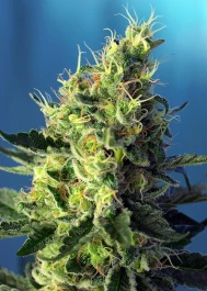 SWSPCP3 - SWEET SEEDS - SWEET PURE CBD® FEM (SWS65) | 3+1 SEMILLAS