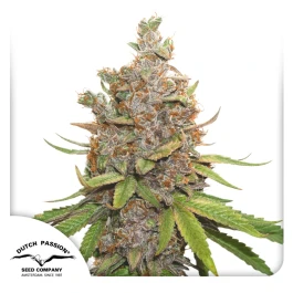 DP8872 - DUTCH PASSION - AUTO GLUEBERRY OG FEM | 7 SEMILLAS