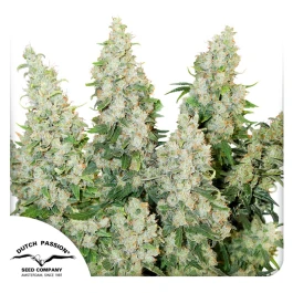 DP6012 - DUTCH PASSION - AUTO THINK DIFFERENT FEM | 1 SEED Disponible hasta fin de existencias
