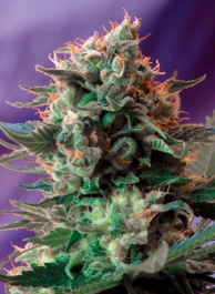 SWFVJ473 - SWEET SEEDS - JACK 47 F1 FAST VERSION® FEM (SWS51) | 3+1 SEMILLAS