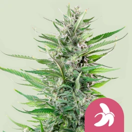 RQSFEM10038 - ROYAL QUEEN SEEDS - FAT BANANA FEM (USA PREMIUM) | 10 SEMILLAS