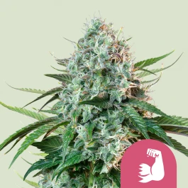 RQSFEM03039 - ROYAL QUEEN SEEDS - HULKBERRY FEM (USA PREMIUM) | 3 SEMILLAS