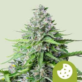 RQSAUT10020 - ROYAL QUEEN SEEDS - ROYAL COOKIES AUTOMATIC FEM | 10 SEMILLAS