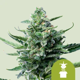 RQSAUT10015 - ROYAL QUEEN SEEDS - ROYAL JACK AUTOMATIC FEM | 10 SEMILLAS