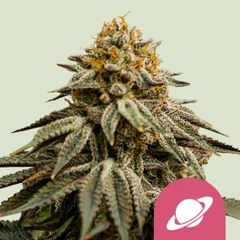 RQSFEM003064 - ROYAL QUEEN SEEDS - ROYAL SKYWALKER FEM (USA PREMIUM) | 3 SEMILLAS