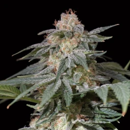SILSSS-LTF002-FR - SILENT SEEDS - LIMONERO FAST FEM | 5 SEMILLAS
