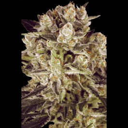 PS0431 - PARADISE SEEDS - DURGA MATA II CBD FEM | 5 SEMILLAS