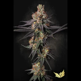 PS0555 - PARADISE SEEDS - GULUPA FEM | 5 SEMILLAS