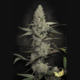 PS0108 - PARADISE SEEDS - WAPPA FEM | 1 SEMILLA