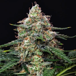 BSBAGF10 - BUDDHA SEEDS - AUTO GORILA FEM | BLISTER 1x10 SEMILLAS