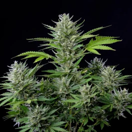 BSBATF10 - BUDDHA SEEDS - BUDDHA AUTO TANGIE FEM | BLISTER 1x10 SEMILLAS