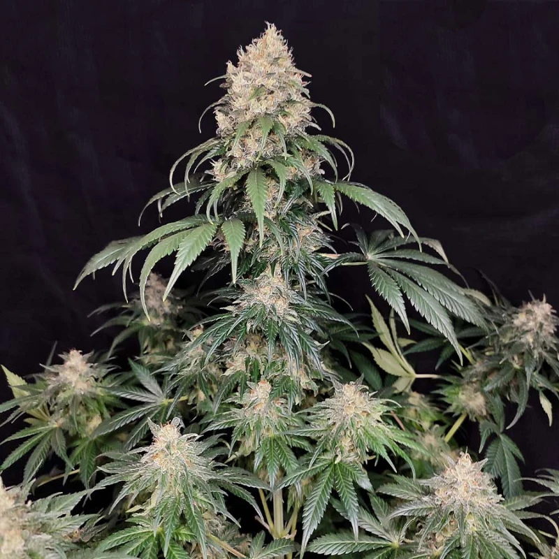 BSBMKF10 - BUDDHA SEEDS - MEDIKIT FEM | BLISTER 1x10 SEMILLAS