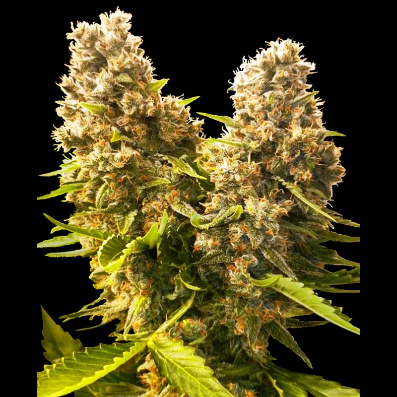 SS1560612 - SENSI SEEDS BANK - BANANA KUSH CAKE AUTO FEM | 3 SEMILLAS