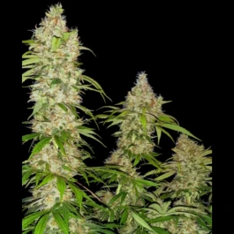 SS1530323 - SENSI SEEDS RESEARCH - BANANA KUSH CAKE FEM | 3 SEMILLAS