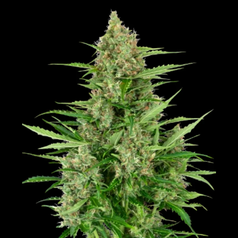 SS1530317 - SENSI SEEDS RESEARCH - DOUBLE KUSH CAKE AUTO FEM | 3 SEMILLAS