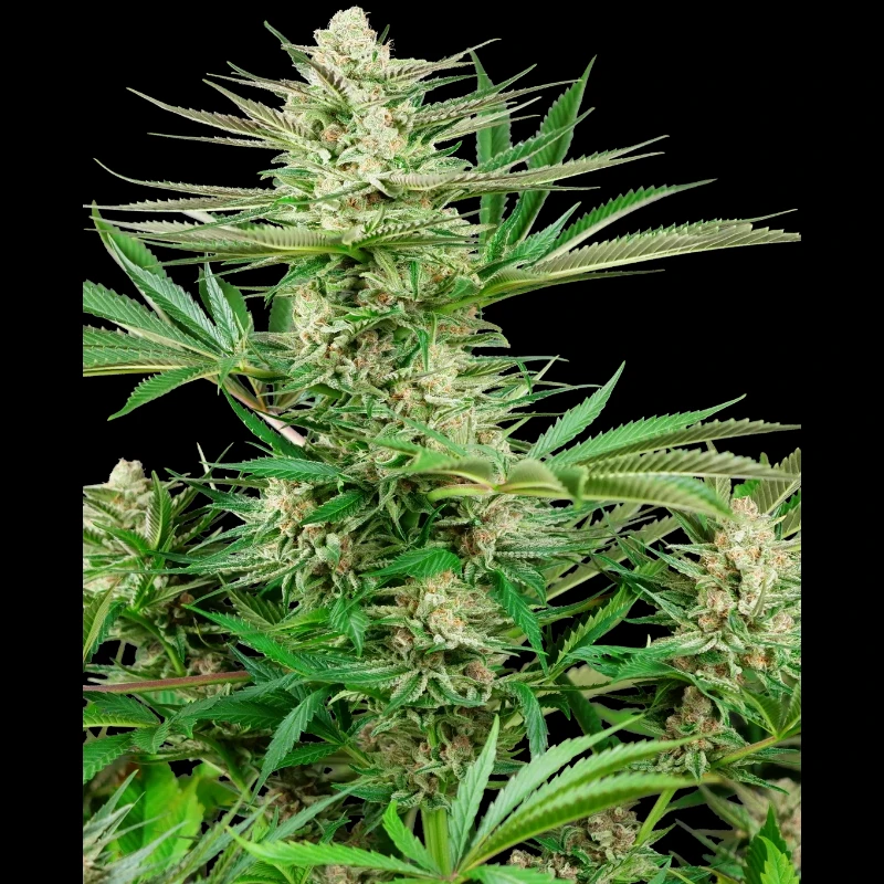 SS1530330 - SENSI SEEDS RESEARCH - MALIBU GOLD OG FEM | 3 SEMILLAS