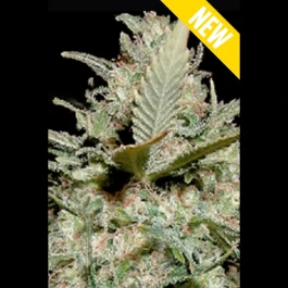 SEX050003 - SEEDSALAD - AUTO VOYAGE XXL FEM | 3 SEMILLAS