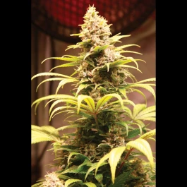SEX04215100 - SEEDSALAD - BANANA ICE CREAM XXL FEM (USA STRAIN) | 100 SEMILLAS