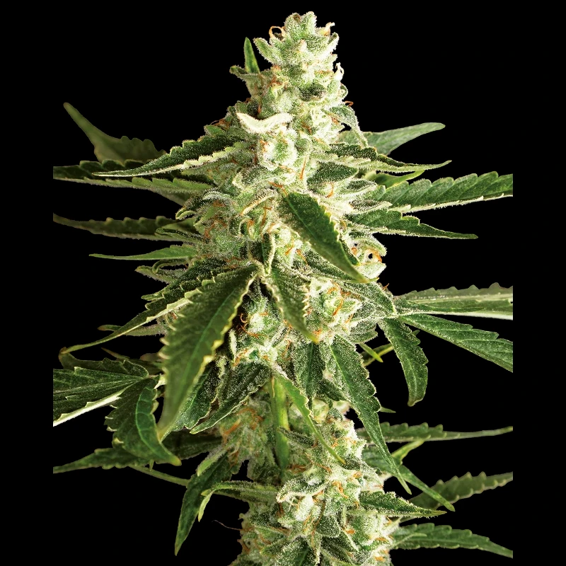 WL15202520 - WHITE LABEL - WHITE DIESEL HAZE AUTO | 5 SEMILLAS