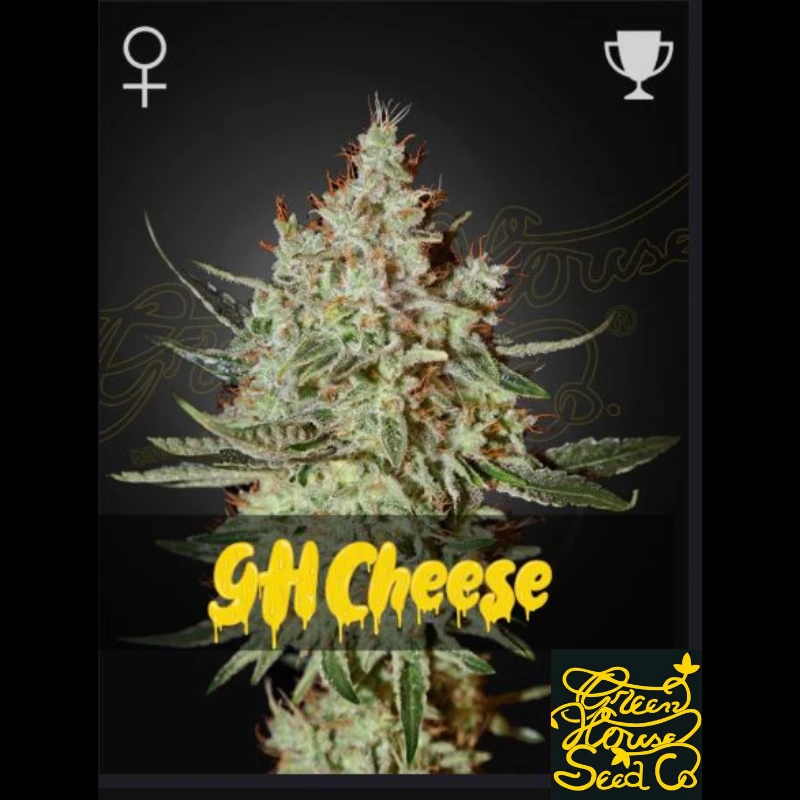 SGFCHEF5 - GREEN HOUSE SEED CO. - GH CHEESE FEM | 5 SEMILLAS