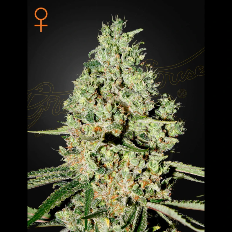 GHSCSUPCRITF5 - GREEN HOUSE SEED CO. - SUPER CRITICAL FEM | 5 SEMILLAS