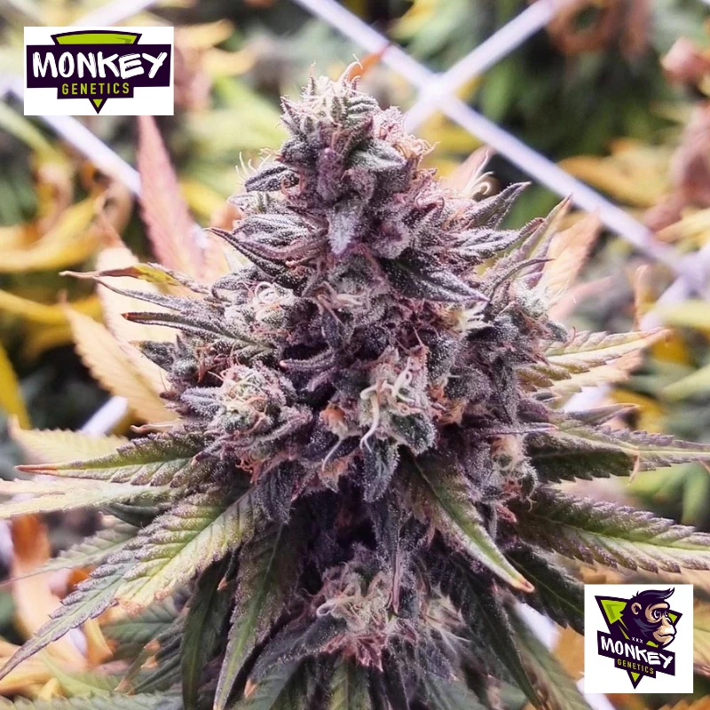 MNKGBBSF0003 - MONKEY GENETICS - BANANA BOOGIE SPLIT FEM | 3 SEMILLAS