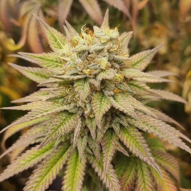 MNKGMHF0003 - MONKEY GENETICS - MONKEY HAZE FEM | 3 SEMILLAS
