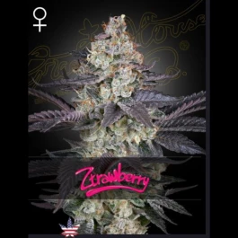 GHZTM01 - GREEN HOUSE SEED CO. - ZTRAWBERRY FEM | 1 SEMILLA